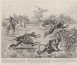 Sport in India, a Troop of Monkeys crossing the Line of a Paper Chase in India